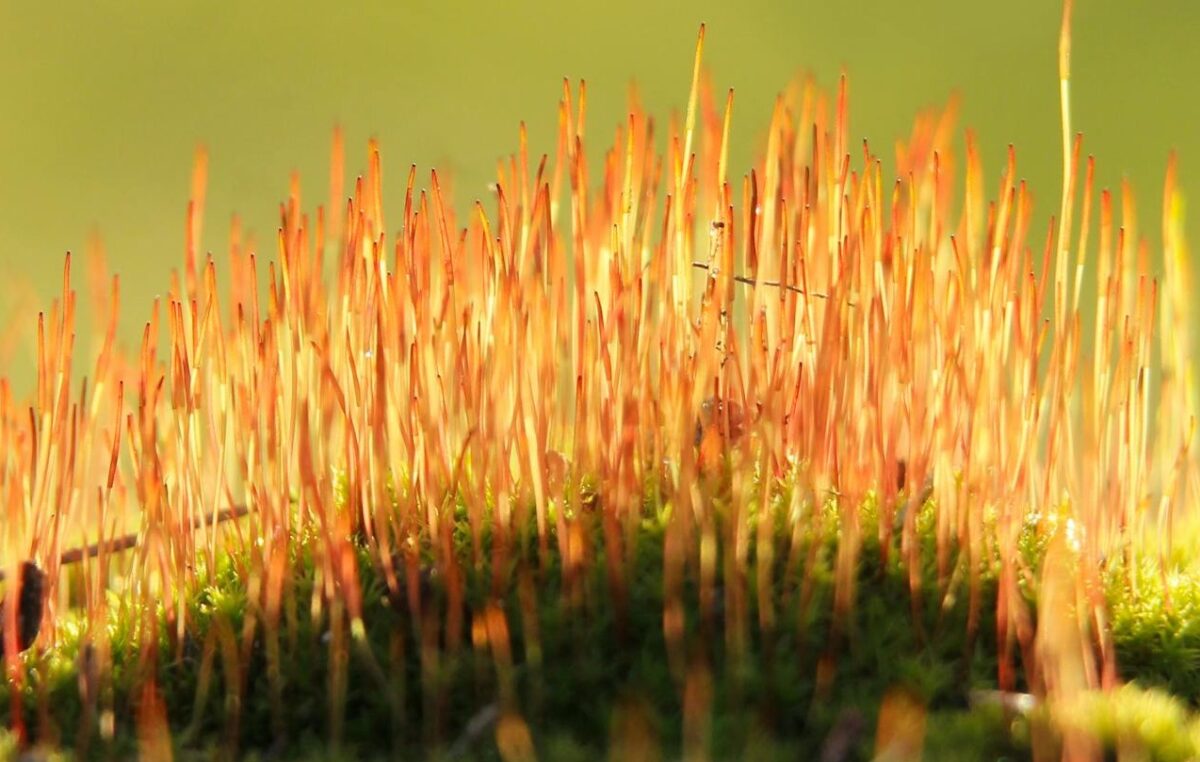 picture of algae