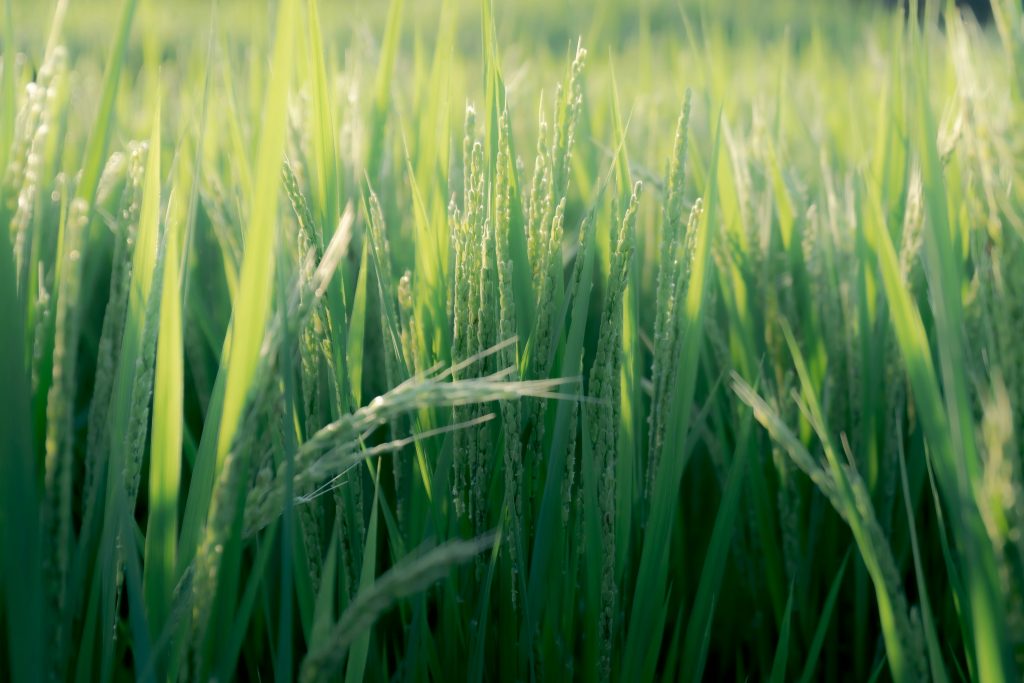 Close-up of blades of grass swaying gently in the breeze.