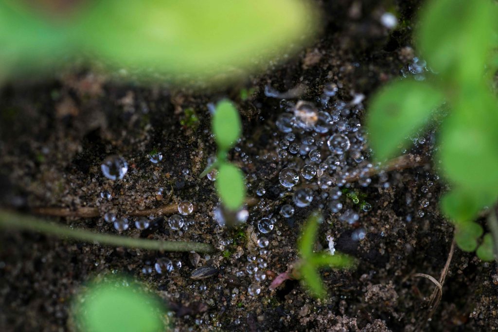Small plant growing from the ground