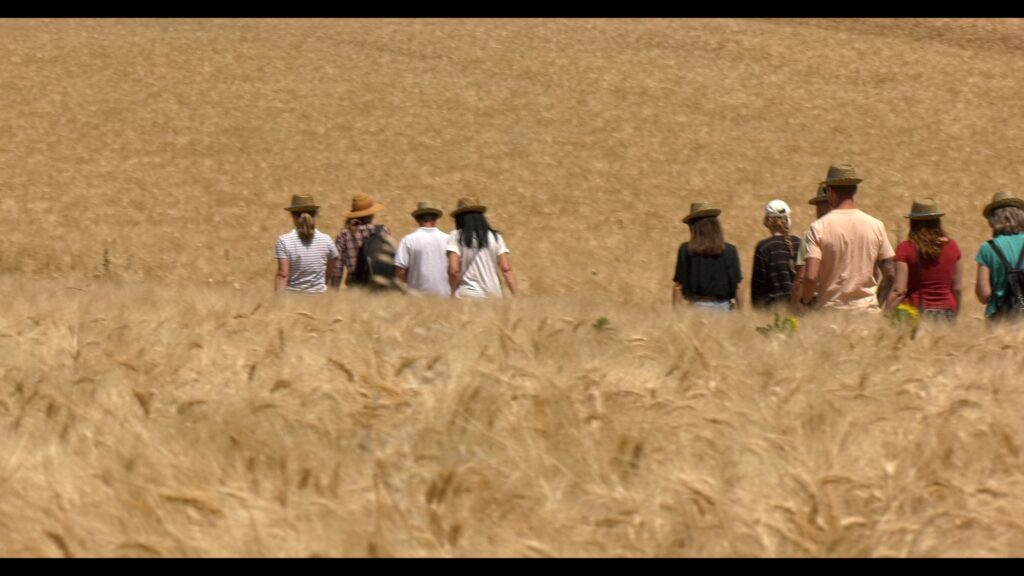A group of people walking through a crop field