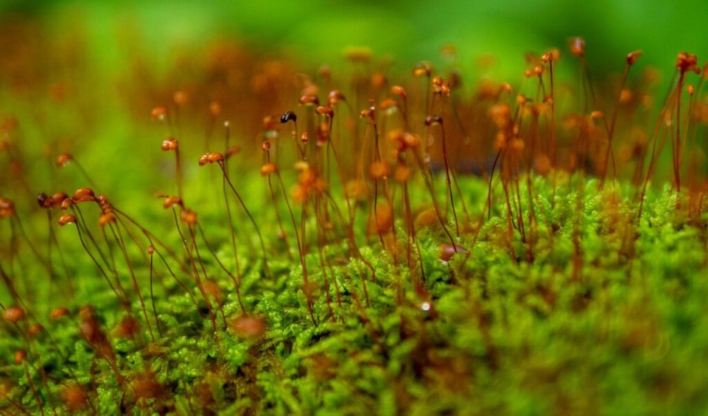 Image of small grass