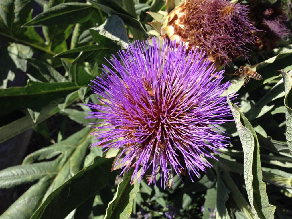 Picure of flower